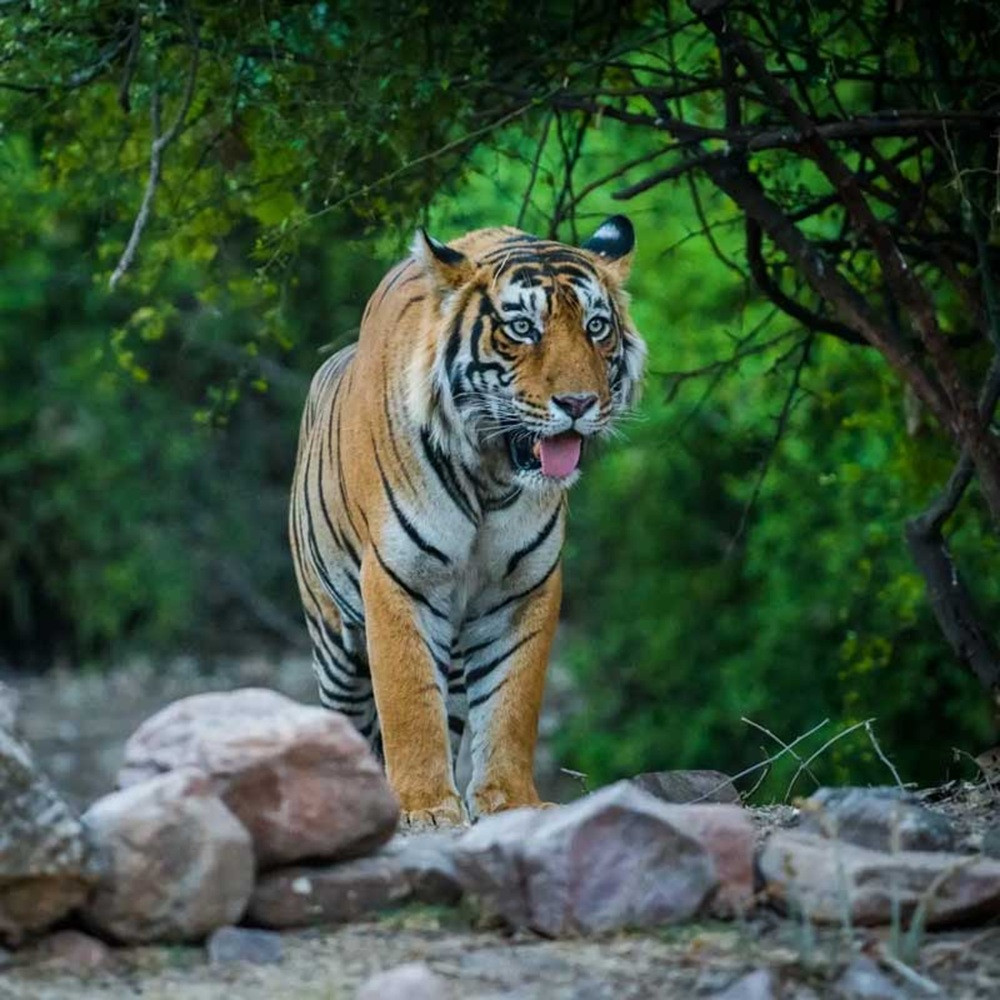 2-Day Ranthambore Tiger Safari with Hotel & Transport from Delhi