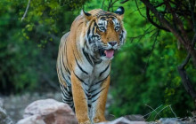Taj Voyages Tour India1