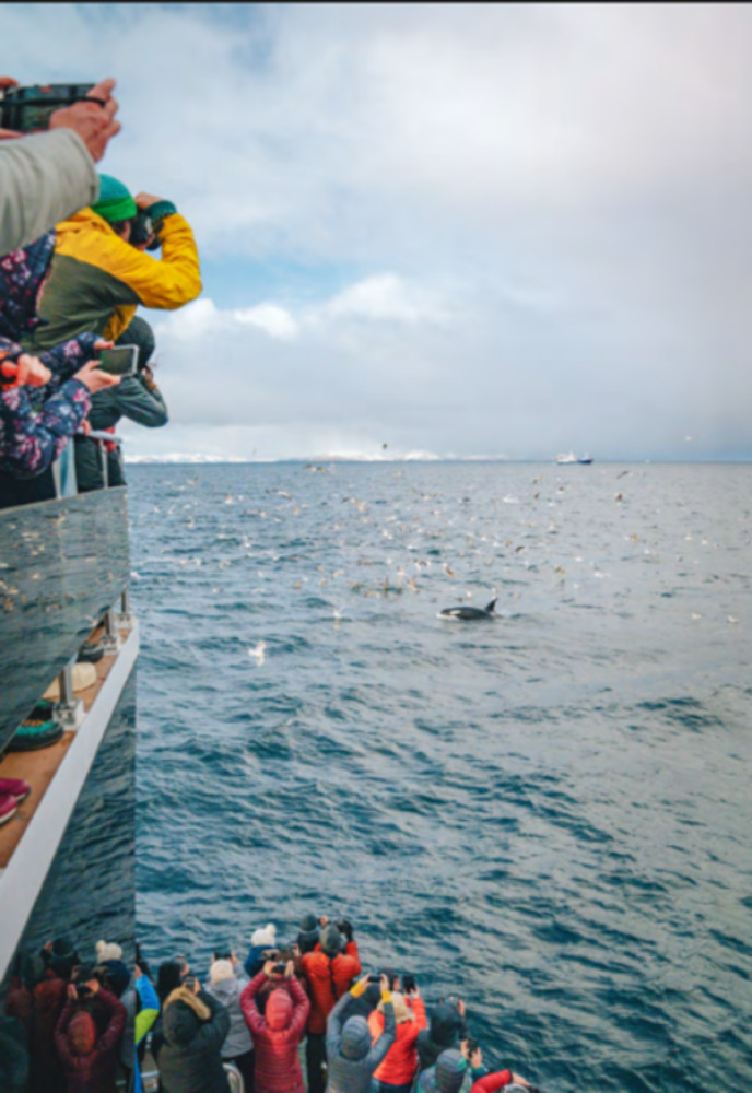 Whale Watching with Scenic Road Trip