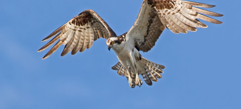 Barbados Bird Watching Experience (Transport Included)