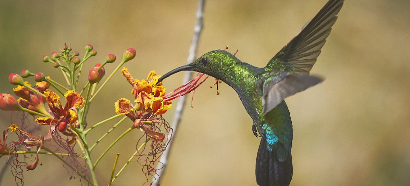Barbados Bird Watching Experience (Transport Included)