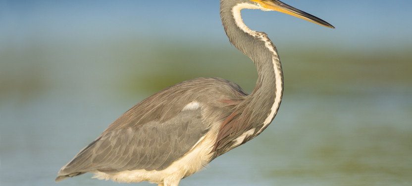 Barbados Bird Watching Experience (Transport Included)