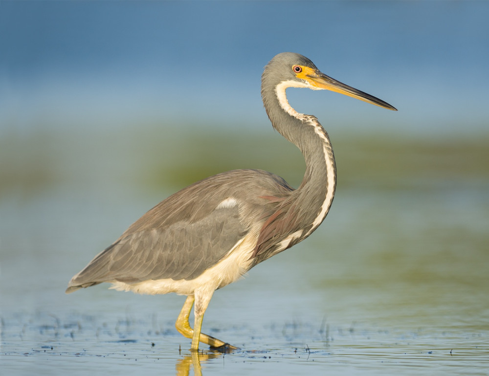 Barbados Bird Watching Experience (Transport Included)