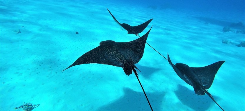 Full Day Private Charter with Water Lunch