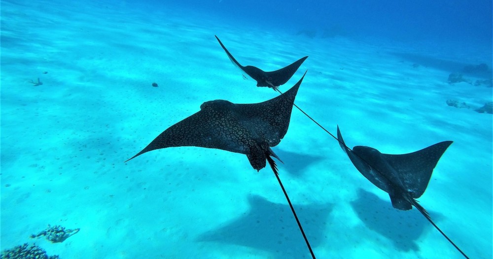 Reef Discovery