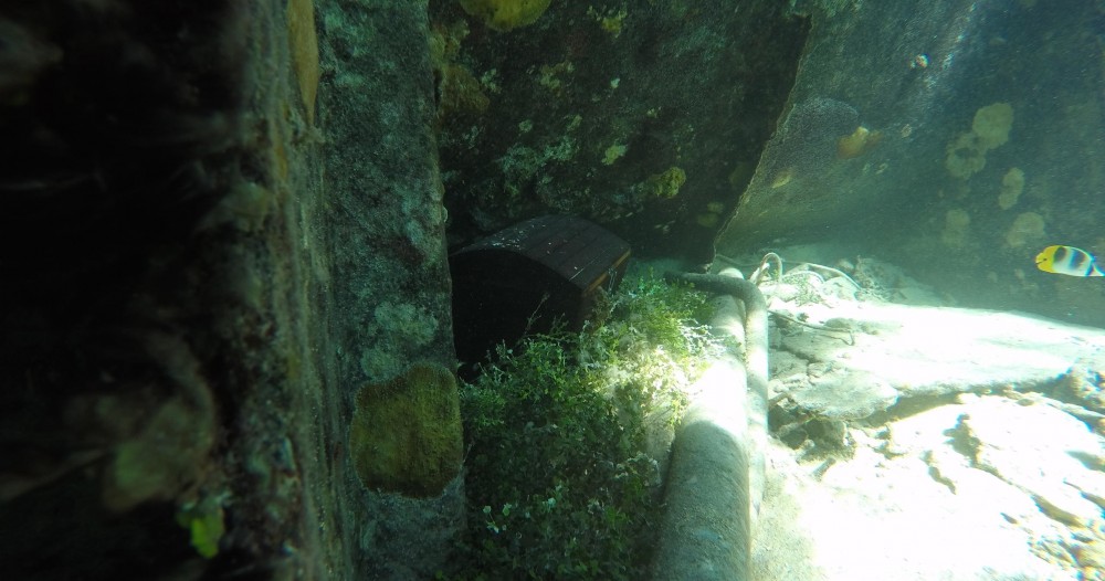 Reef Discovery