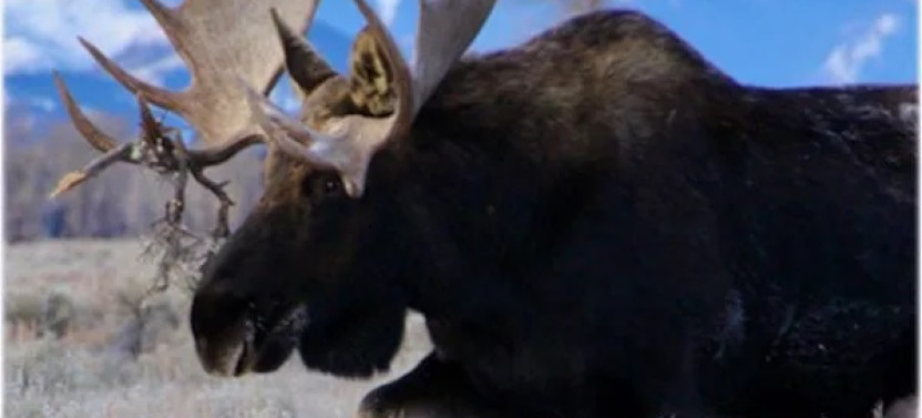 Private Grand Teton Dawn or Dusk Wildlife Photo Safari