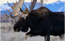 Guides of Jackson Hole2