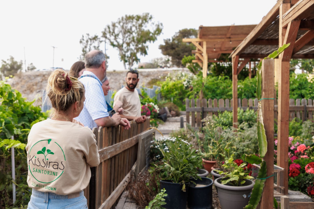 Aegean Flavors: Exclusive Santorini Farm & Wine Experience