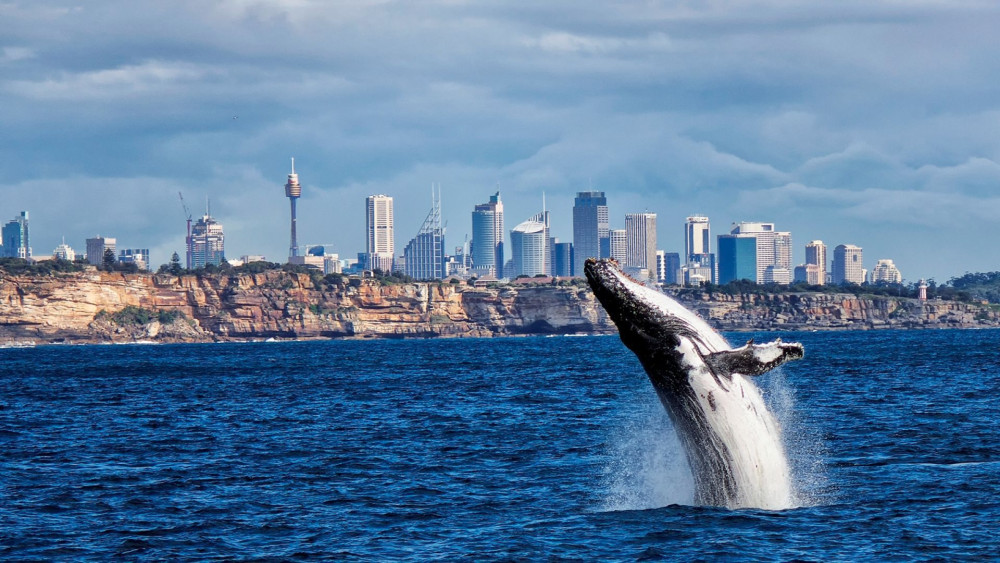 Sydney Flexi Pass: Choose 3 Top Attractions Over 5 Days