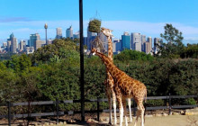 Smartvisit International Pty Ltd (Australia)11