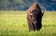 Wildlife Expeditions6