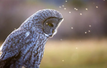 Wildlife Expeditions5