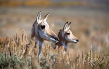 Wildlife Expeditions4