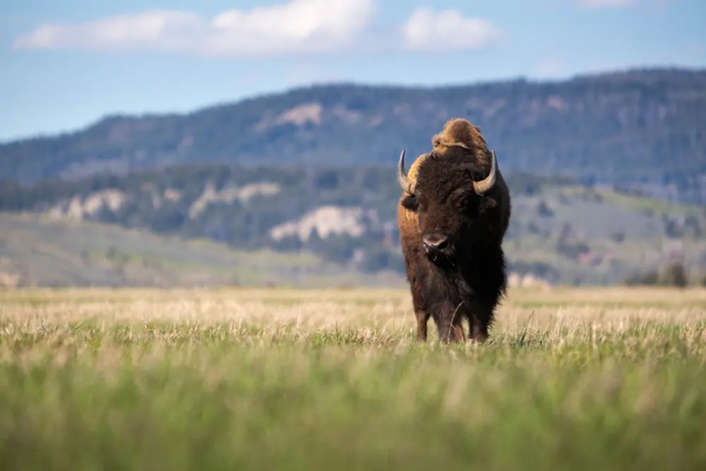 Yellowstone Wildlife Full Day Tour with Evening Stargazing