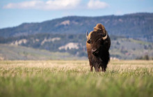Wildlife Expeditions10