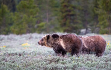 Wildlife Expeditions9