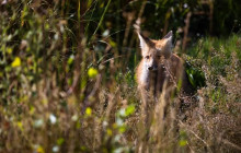 Wildlife Expeditions8