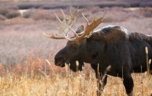 Wildlife Expeditions6