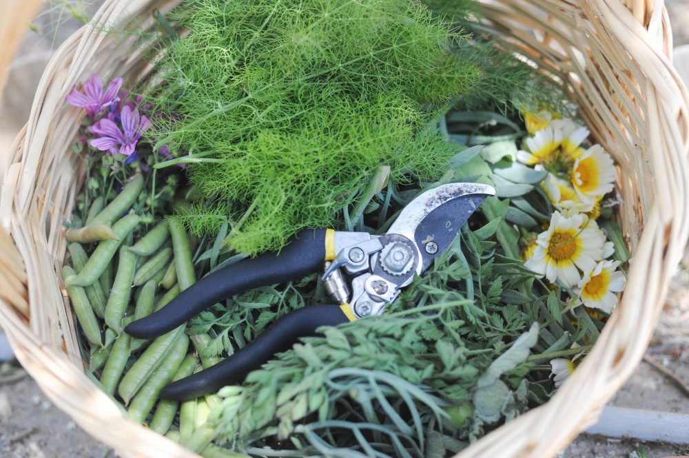 Explore Traditional Greek Cooking Using Foraged Wild Herbs