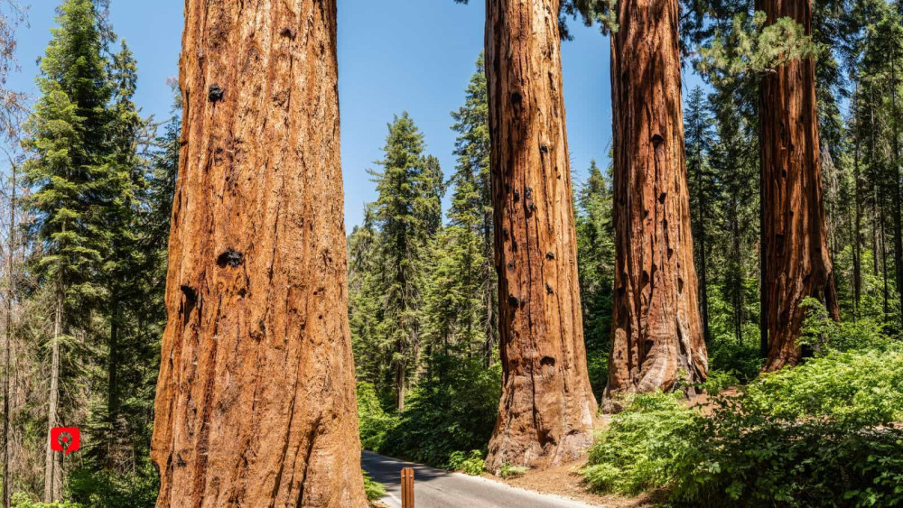 Audio-Guided Driving Tour of Sequoia and Kings Canyon National Parks
