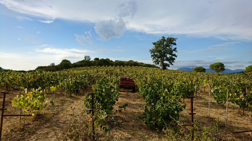 vineyard tours corfu