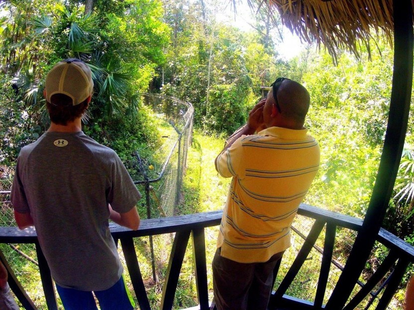 Howler Monkey Adventure