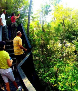 Howler Monkey Adventure