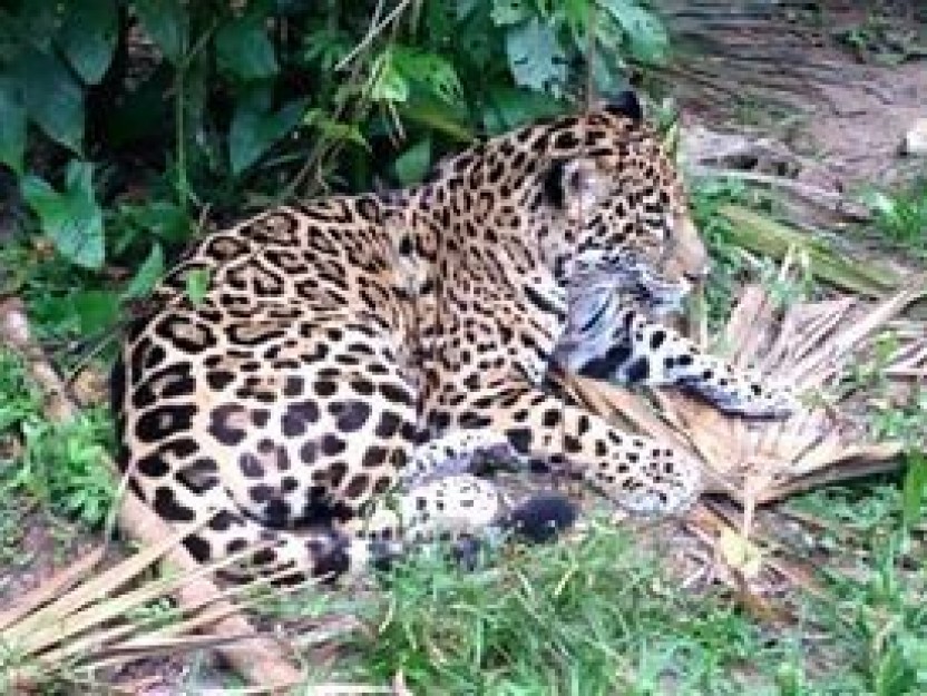 Belize Zoo Adventure