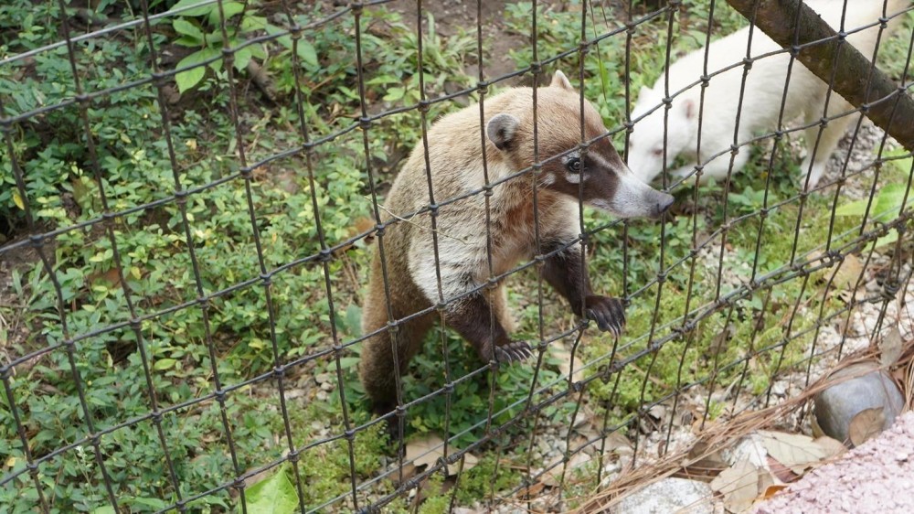 Belize Zoo Adventure - Belize City | Project Expedition