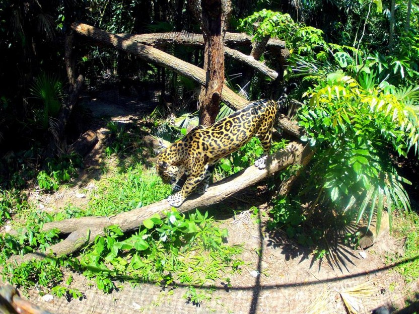 Cave Tubing & the Belize Zoo