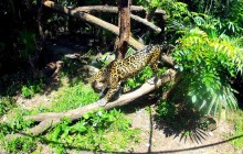 Cave Tubing & the Belize Zoo