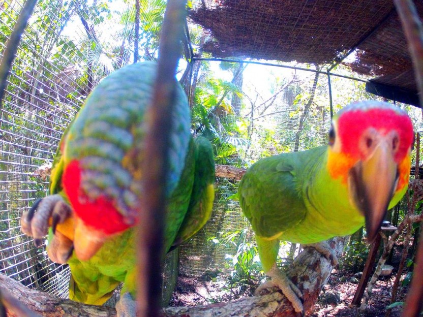 Cave Tubing & the Belize Zoo