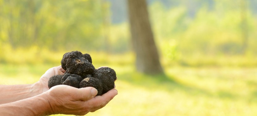 Istria Truffle Hunting Experience with Lunch, Wine & Tastings