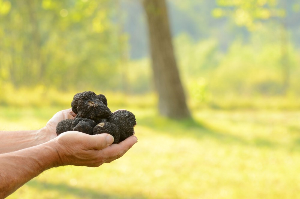 Private Truffle Hunting And Tasting Tour In Istria