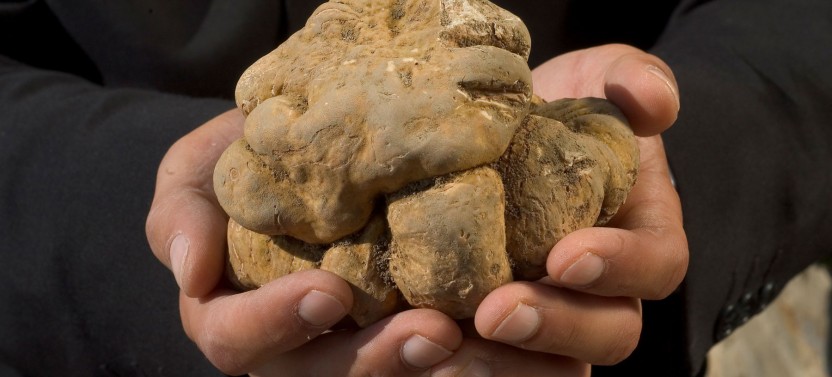 Istria Truffle Hunting Experience with Lunch, Wine & Tastings