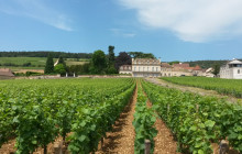 Burgundy Discovery4