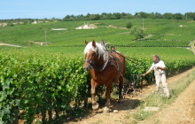 Burgundy Discovery3