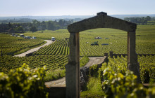 Burgundy Discovery8