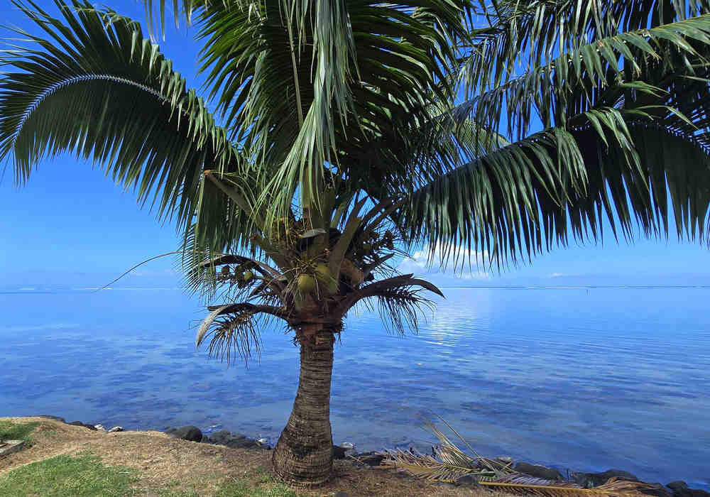 Tahiti Half Day Small Group Circle Island Tour