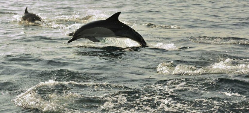 Ocean Dolphin Cruise