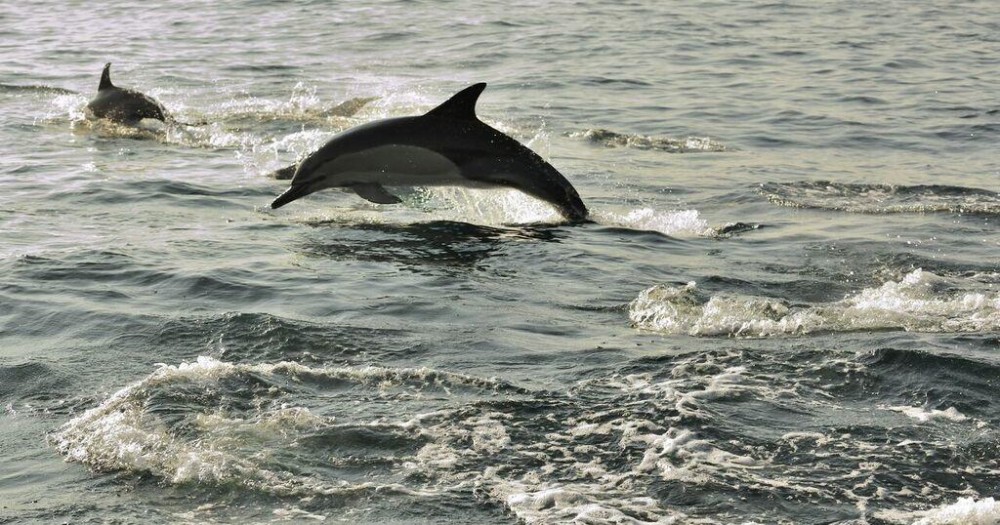 dolphin cruise hilton head island