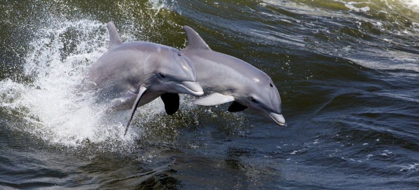 Ocean Dolphin Cruise