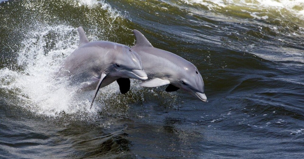 Ocean Dolphin Cruise