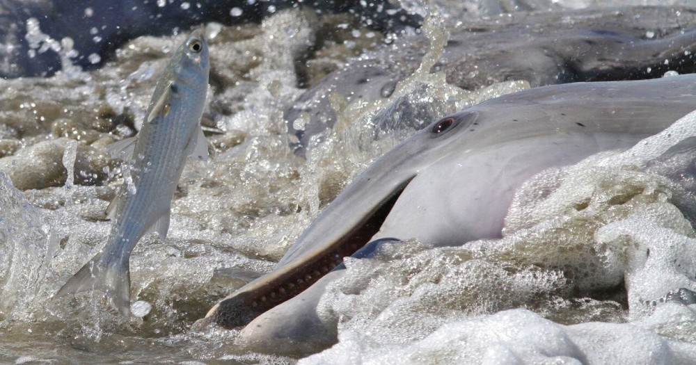 The Walston Group Inc.