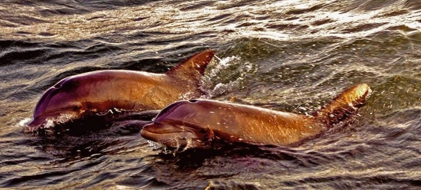 Sunset Dolphin Cruise