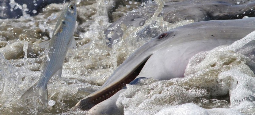 Sunset Dolphin Cruise