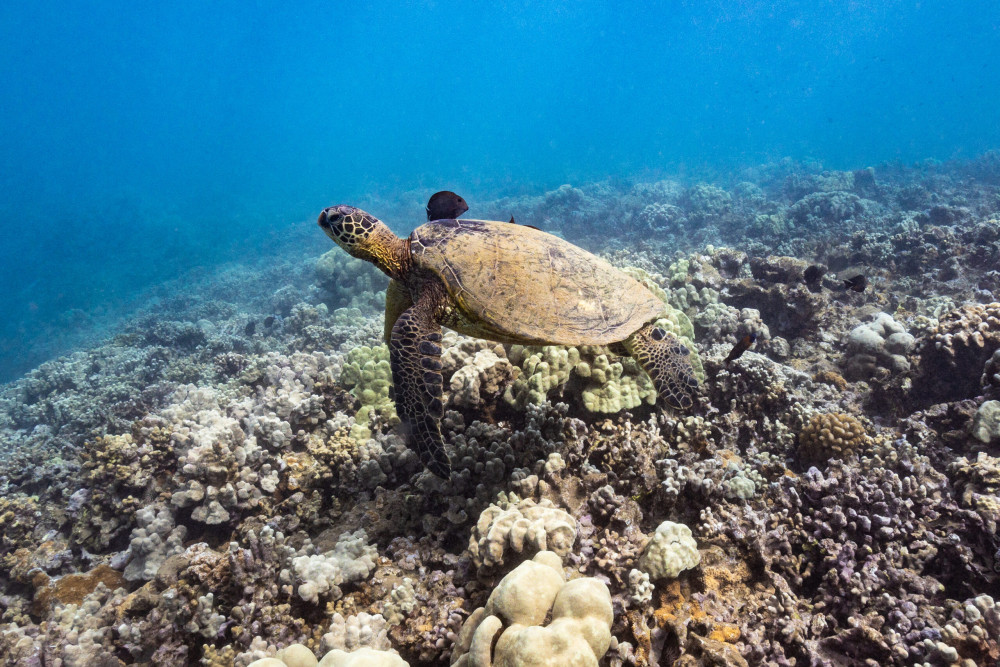 Lanai Snorkel & Dolphin Sail - Lahaina