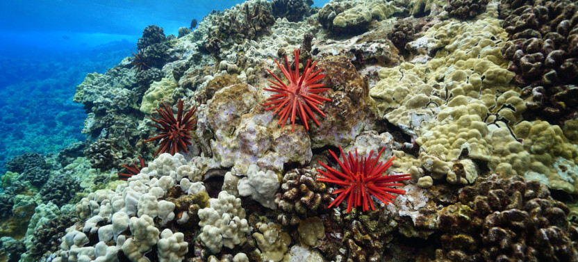 Maui Snorkel & Sunset Sail - Lahaina