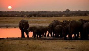 A picture of 5 Days Victoria Falls and Hwange National Park Budget Safari Tour